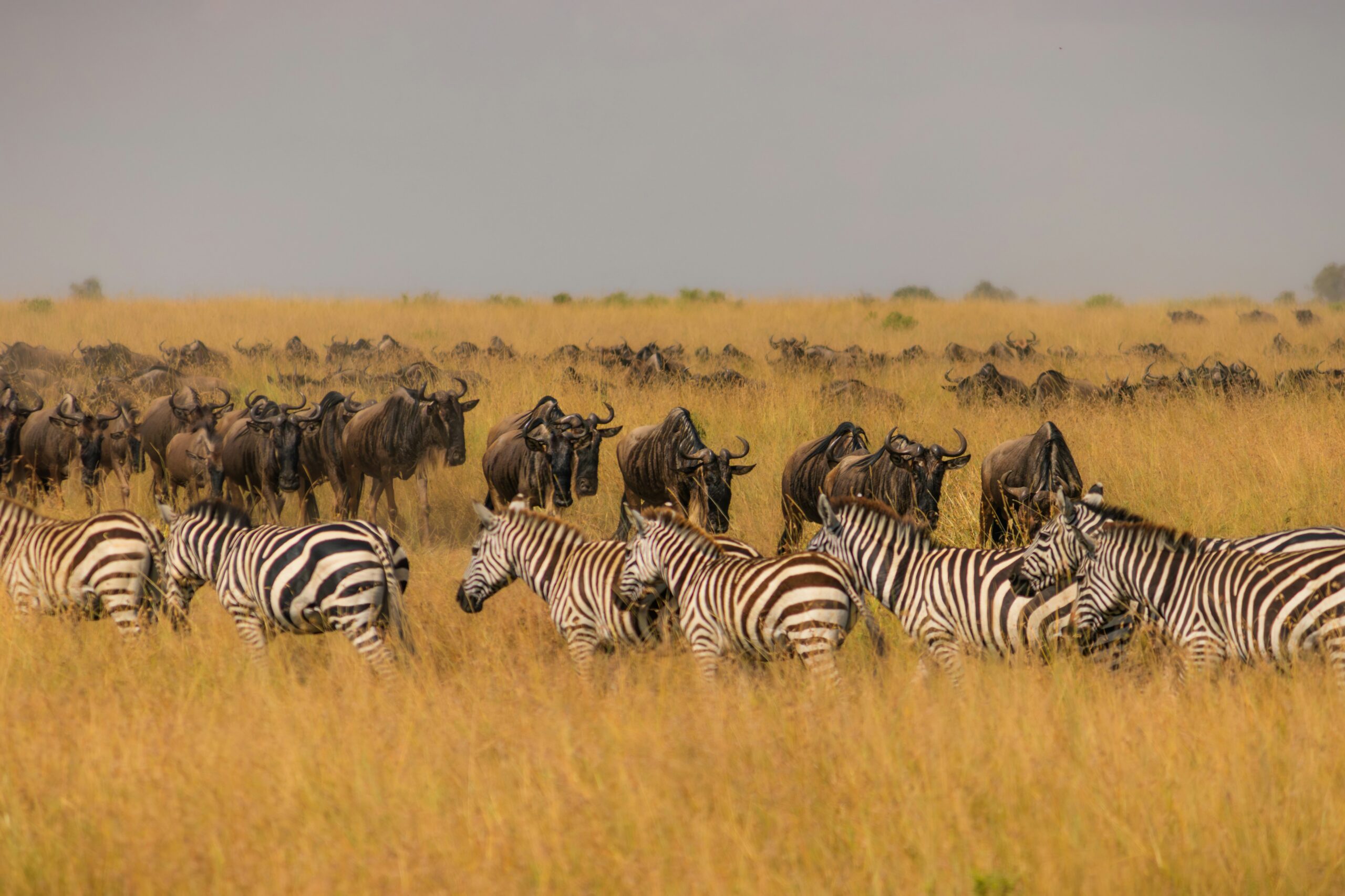 Zebras and wildebeests in grassland.