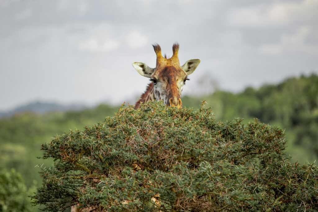 Giraffe peering over acacia trees in Arusha National Park