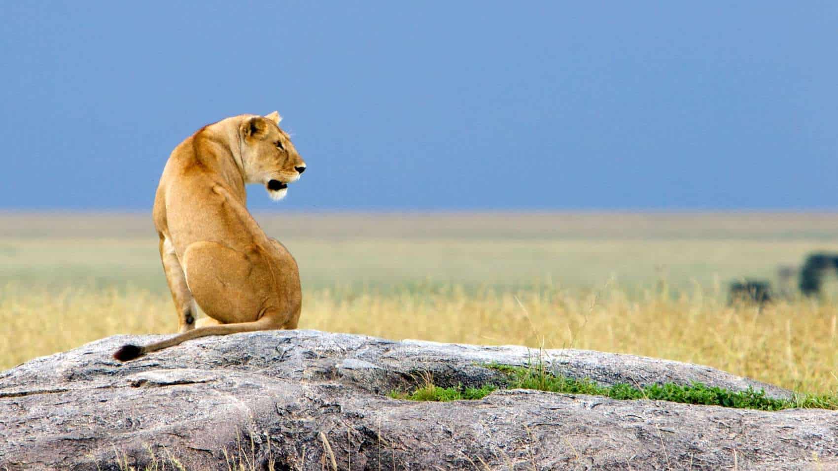 Wildlife grazing on the Ngorongoro crater floor