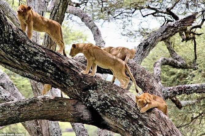 Landscape view of Lake Manyara National Park