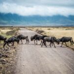 Best Time to See the Great Migration in Tanzania: The Definitive Month-by-Month Guide