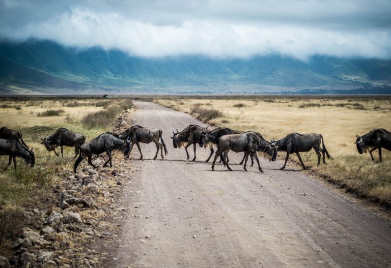 Best Time to See the Great Migration in Tanzania: The Definitive Month-by-Month Guide