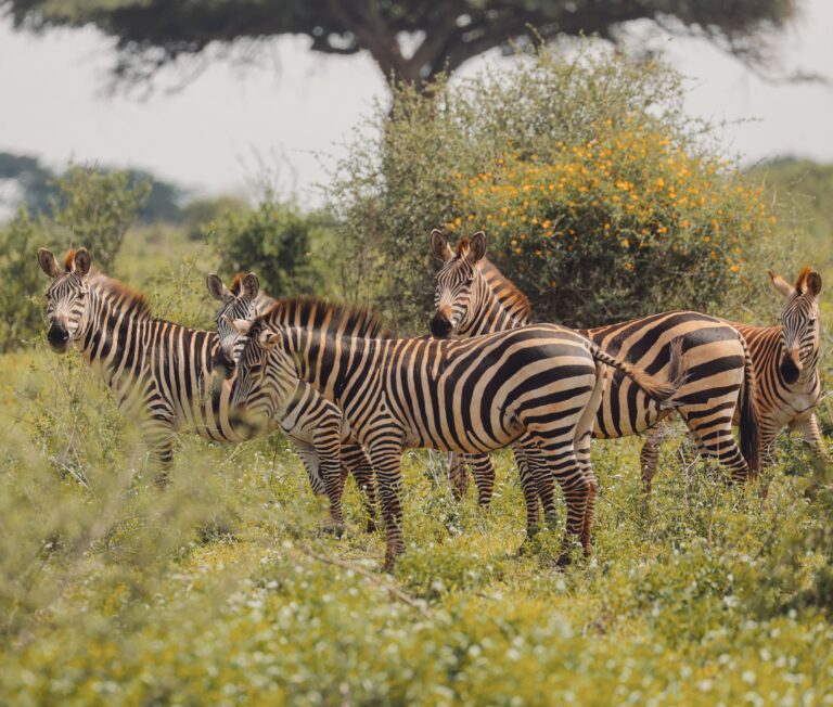 Nyerere National Park: The Complete Guide to Tanzania’s Wildest, Least-Crowded Safari