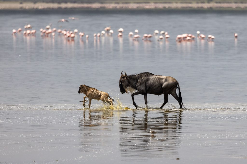 Great migration wildebeest cow and calf wading near Tanzania's soda lake
