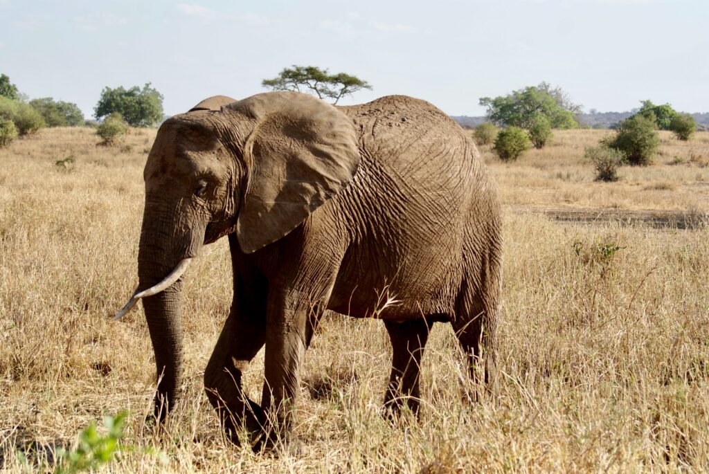Close-up of an African elephant grazing in Tarangire National Park's dry season grassland