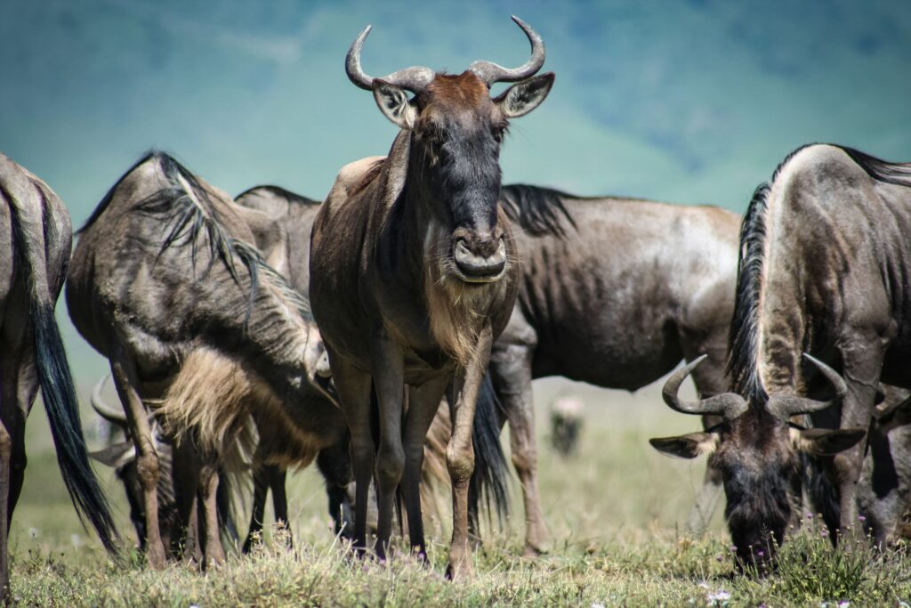 Spot wildebeest herds on a Tanzania safari game drive