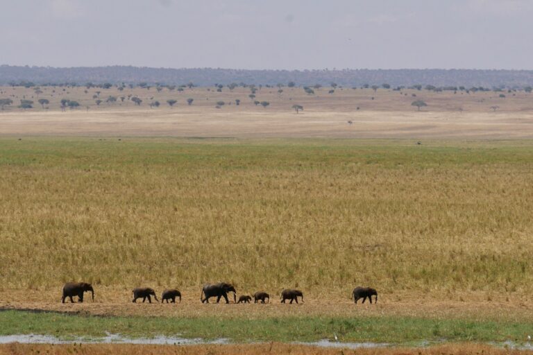 A majestic herd of African elephants crossing the vast savannah of Tarangire National Park, Tanzania.