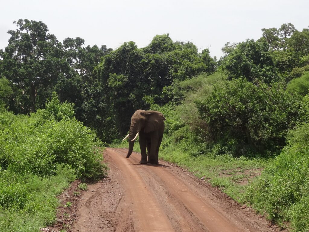 Elephant crossing a forest road in Lake Manyara, a Northern Circuit stop on Tanzania's great migration route