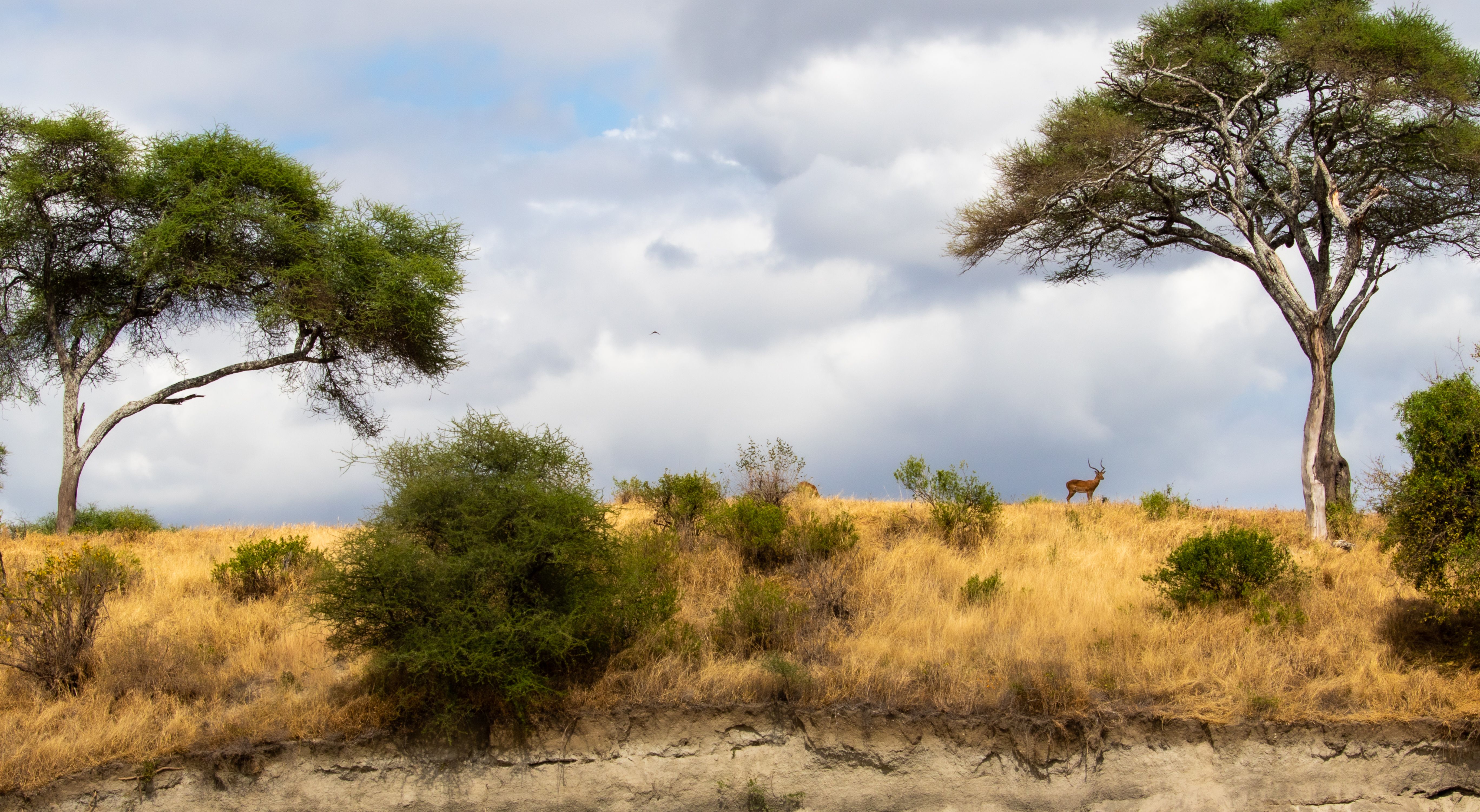 Acacia trees and golden grassland in Ruaha National Park, Tanzania
