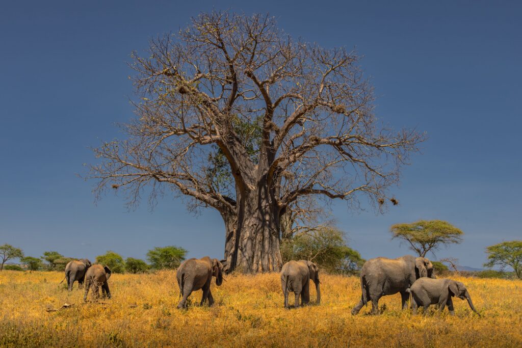 Elephant herd walking beneath an ancient baobab tree in Tarangire National Park