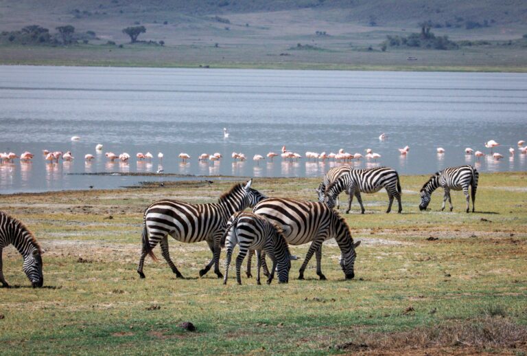 Lake Manyara National Park: The Ultimate Guide to Tree-Climbing Lions, Flamingos and a Half-Day Safari