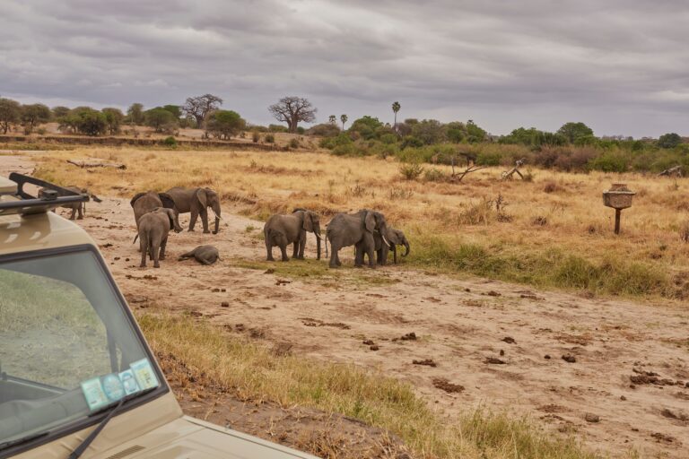 Ruaha National Park: Inside Tanzania’s Largest Park