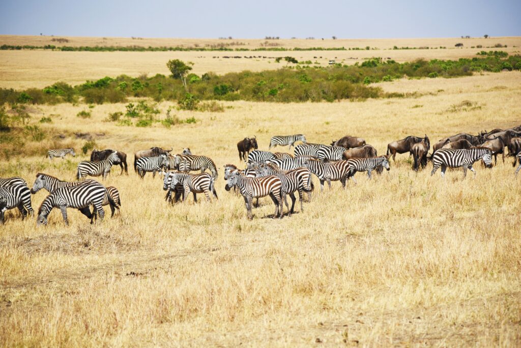 Great migration zebra and wildebeest grazing together on the Serengeti plains