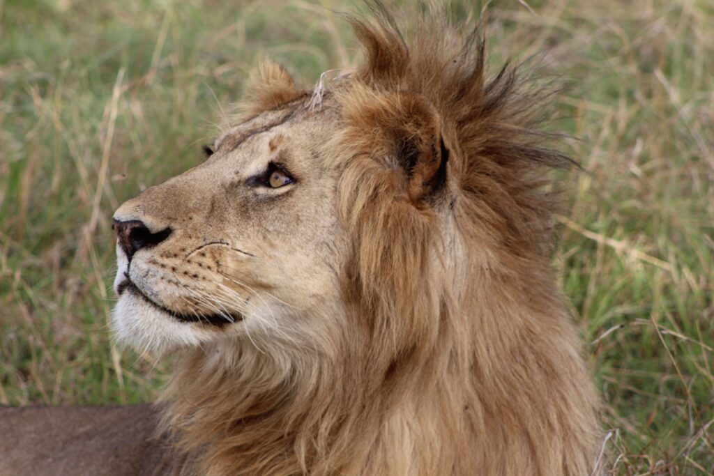 Male lion resting in the grass on a Serengeti safari
