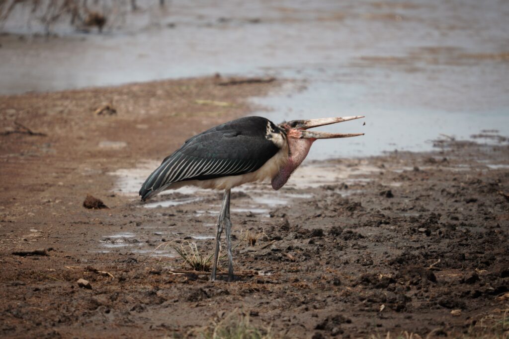 Marabou stork feeding near the lake shore in Lake Manyara National Park, Tanzania