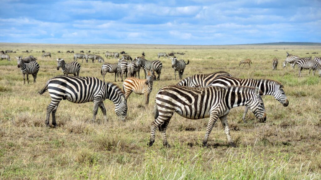 Zebra and wildebeest herds grazing across the Serengeti plains