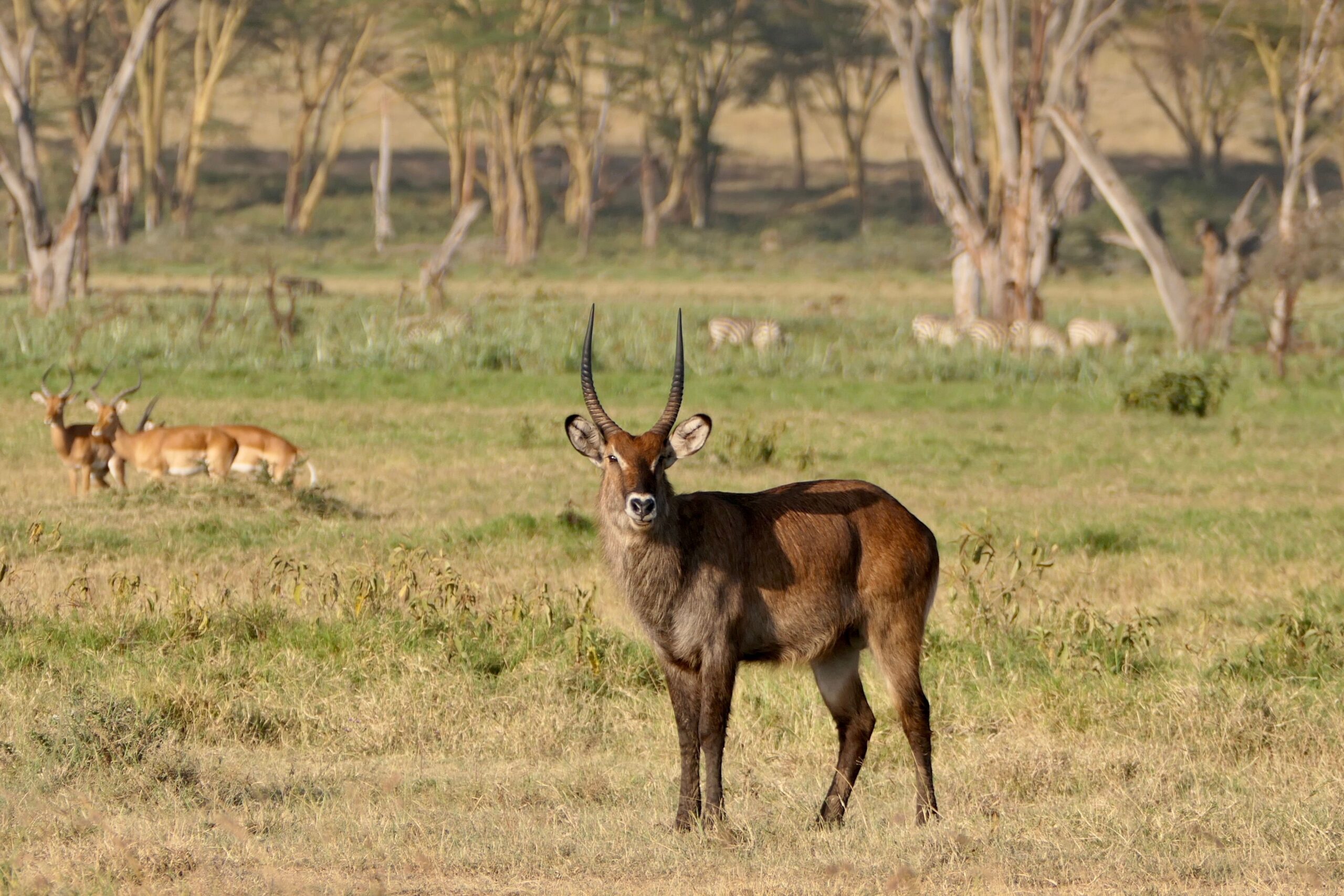 Waterbuck antelope grazing among impala and zebra in Nyerere National Park