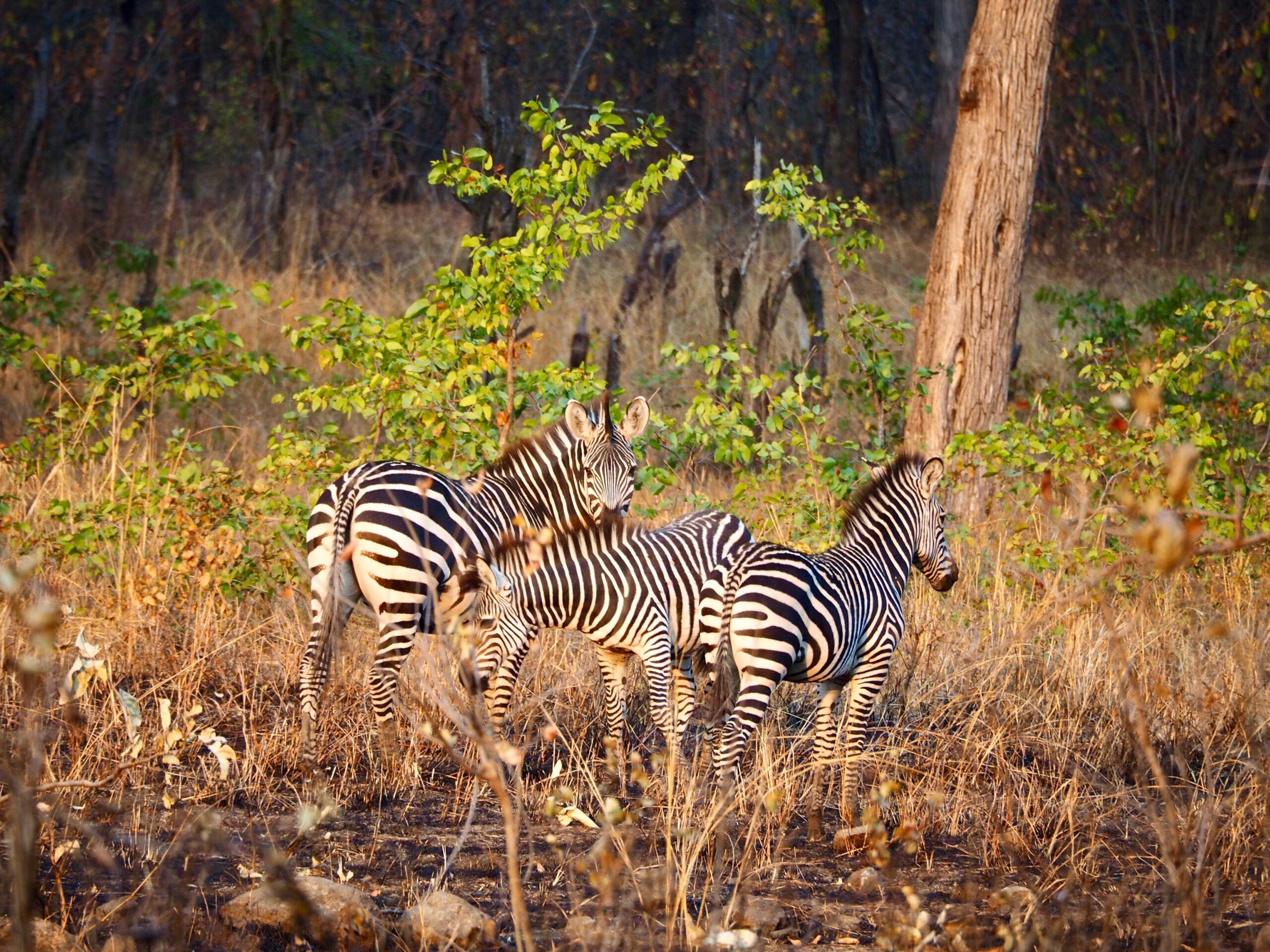 Zebras grazing in woodland habitat in Ruaha National Park