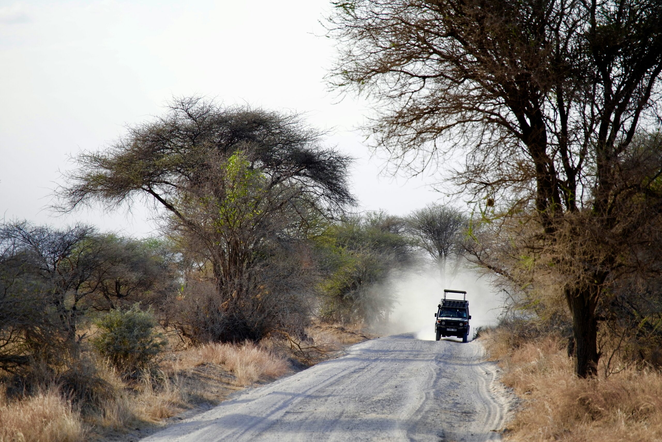 Baobab trees in Tarangire National Park