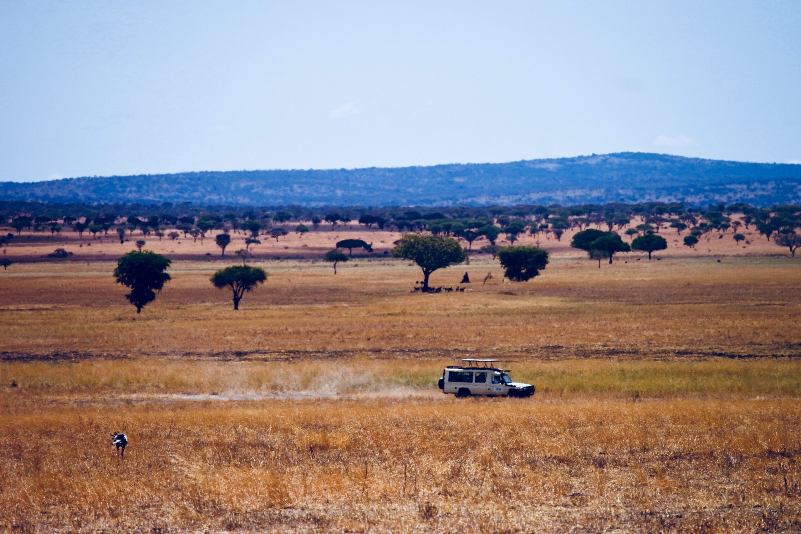 Wildlife on the open plains of Serengeti National Park