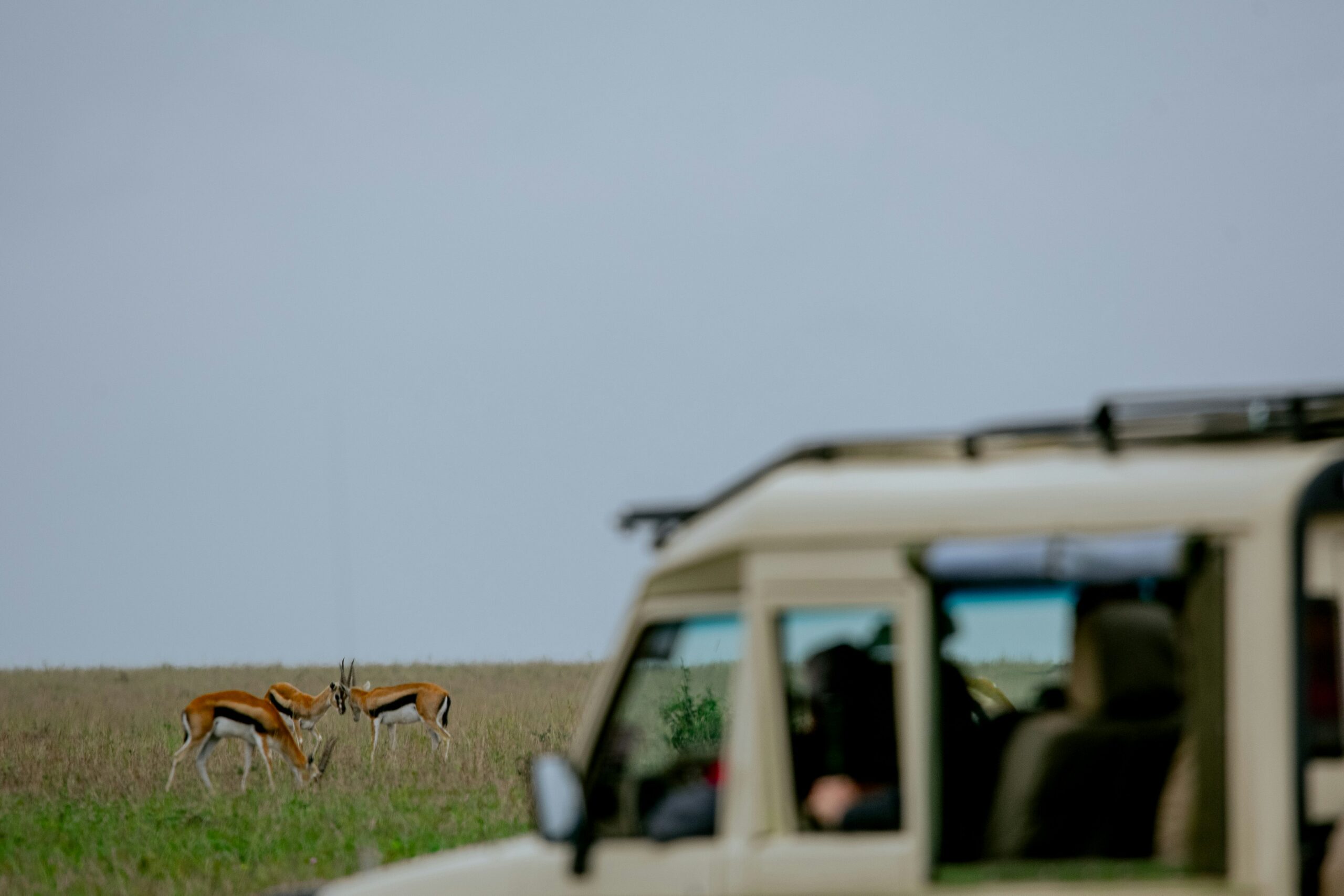Mid-Range Tanzania Safaris