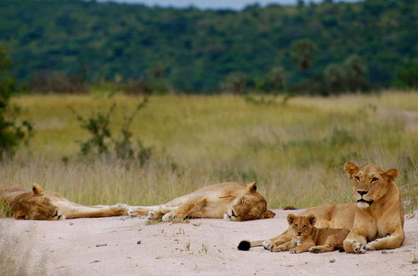 Lions resting in Ruaha National Park