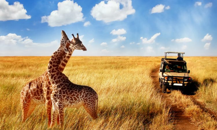 3-Day Midrange Safari
