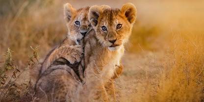 Lions on the floor of Ngorongoro Crater