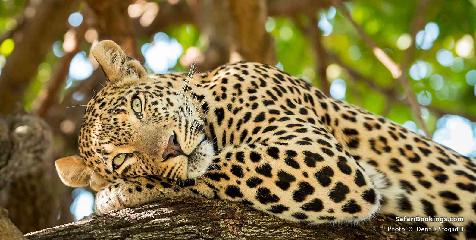 6-Day Family Safari