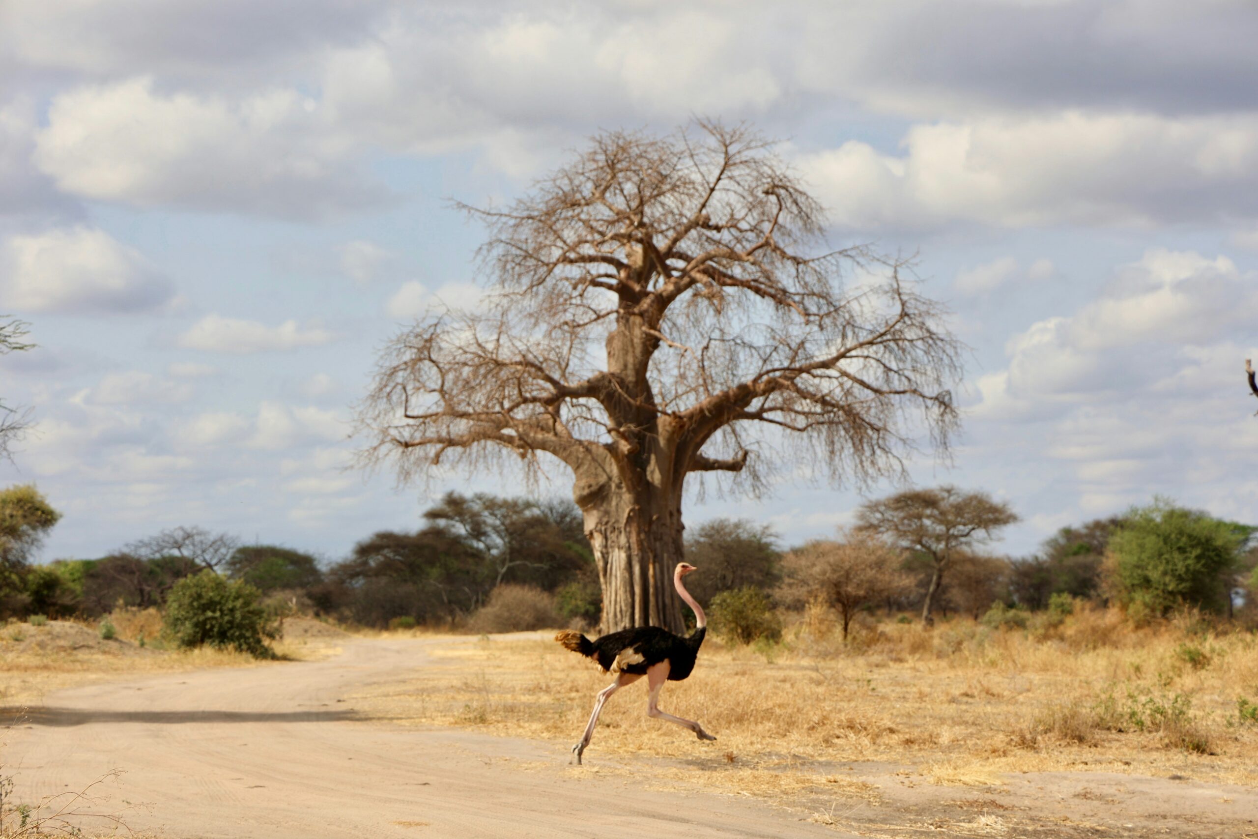 Wildlife gathering near the Tarangire River